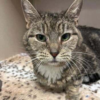 Domestic Short Hair Cats Available for Adoption in Rifle, Colorado - Chorus | PetCurious