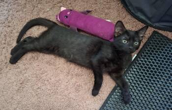 Rescue Domestic Short Hair Cats for Adoption in Carnegie, Pennsylvania - Saturn | PetCurious