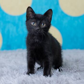 Rescue Domestic Short Hair Cats for Adoption in Saint Paul, Minnesota - Vortex | PetCurious