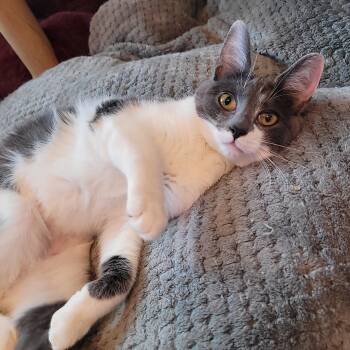 Domestic Short Hair Cats Available for Adoption in Indianapolis, Indiana - Cleo | PetCurious