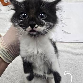 Squirt -  Domestic Short Hair Cat for Adoption in Fort Bragg, California - Squirt | PetCurious