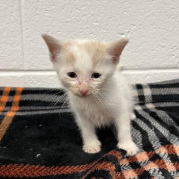 Thor -  Domestic Short Hair Cat for Adoption in Spruce Pine, North Carolina - Thor | PetCurious
