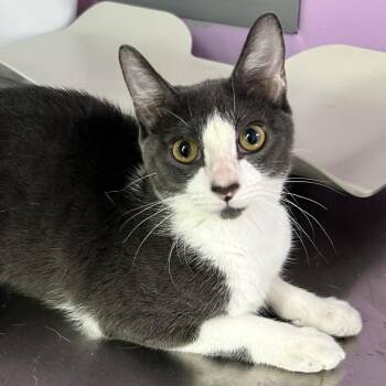 Super Nova Swing -  Domestic Short Hair Cat for Adoption in Boerne, Texas - Super Nova Swing | PetCurious