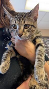 Doorbell -  Domestic Short Hair Cat for Adoption in Maumelle, Arkansas - Doorbell | PetCurious