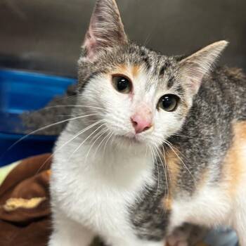 Coraline 88C26 -  Domestic Short Hair Cat for Adoption in Napoleon, Ohio - Coraline 88C26 | PetCurious