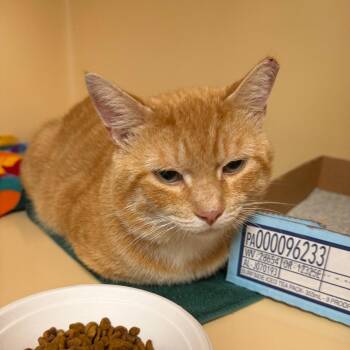 Toby -  Domestic Short Hair Cat for Adoption in Buffalo, New York - Toby | PetCurious