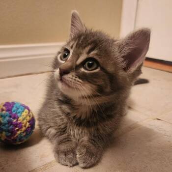 Ace -  Domestic Short Hair Cat Available for Adoption in Long Beach, California - Ace | PetCurious