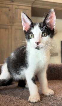 Steven -  Domestic Short Hair Cat for Adoption in Sebastian, Florida - Steven | PetCurious