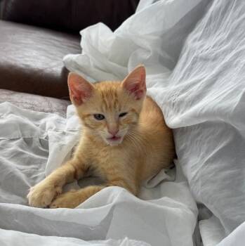 Pringle Block -  Domestic Short Hair and Tabby Cat for Adoption in Morrison, Colorado - Pringle Block | PetCurious