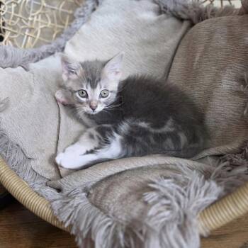 Ziggy Ray -  Domestic Short Hair Cat for Adoption in Roanoke, Virginia - Ziggy Ray | PetCurious