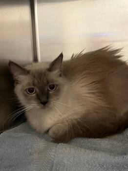 Angel -  Ragdoll Cat for Adoption in Labelle, Florida - Angel | PetCurious