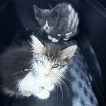 Tomato -  Domestic Long Hair Cat for Adoption in Oyster Bay, New York - Tomato | PetCurious