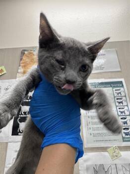 MARK -  Domestic Short Hair Cat for Adoption in Las Vegas, Nevada - MARK | PetCurious