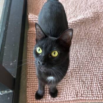 Tina -  Domestic Short Hair Cat for Adoption in Leander, Texas - Tina | PetCurious