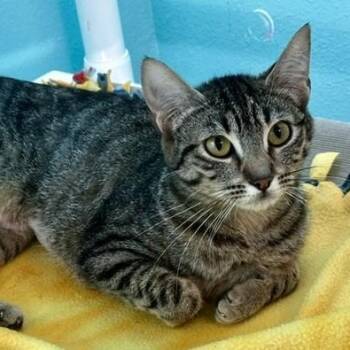 Tiffany - Sweet Former Mom -  Tabby Cat for Adoption in Hoquiam, Washington - Tiffany - Sweet Former Mom | PetCurious