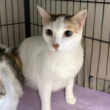 Kitra -  Calico Cat Available for Adoption - Kitra | PetCurious