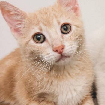 Sandy Jessup -  Domestic Short Hair Cat for Adoption in Eagle Mountain, Utah - Sandy Jessup | PetCurious