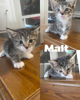 Rescue Domestic Short Hair Cats for Adoption in Saint James, Missouri - Malt | PetCurious