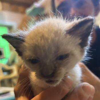 Ping -  Siamese Cat for Adoption in Veneta, Oregon - Ping | PetCurious