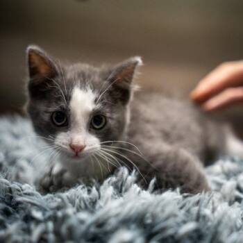 Blue -  Domestic Short Hair Cat Available for Adoption in Gainesville, Georgia - Blue | PetCurious