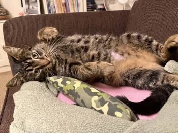 Domestic Short Hair Cats Available for Adoption - Penny | PetCurious