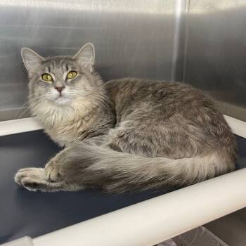 Rescue Domestic Medium Hair Cats for Adoption in Roanoke, Virginia - Jelly | PetCurious