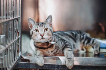 Rescue Domestic Short Hair Cats for Adoption in North Charleston, South Carolina - 89166a Milo | PetCurious