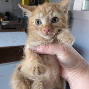 Twila -  Domestic Short Hair Cat for Adoption in Fairfax Station, Virginia - Twila | PetCurious