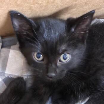 Termite -  Domestic Short Hair Cat for Adoption in San Antonio, Texas - Termite | PetCurious