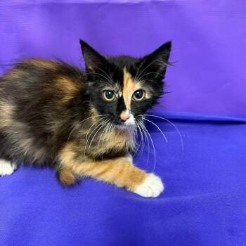 Zig Zag -  Domestic Long Hair Cat for Adoption in North Myrtle Beach, South Carolina - Zig Zag | PetCurious