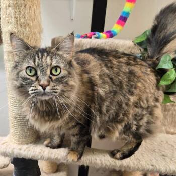 Baxter -  Domestic Long Hair Cat for Adoption in Graham, Texas - Baxter | PetCurious