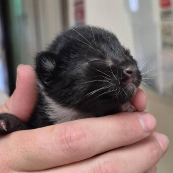 American Shorthair Cats Available for Adoption in Lake Panasoffkee, Florida - Sophie | PetCurious