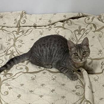Mary -  Domestic Short Hair Cat for Adoption in Franklin, North Carolina - Mary | PetCurious