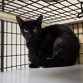 Domestic Short Hair Cats Available for Adoption in Graham, Texas - Kopiko | PetCurious