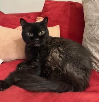 TRUFFLE -  Domestic Short Hair Cat for Adoption in Charlotte, North Carolina - TRUFFLE | PetCurious