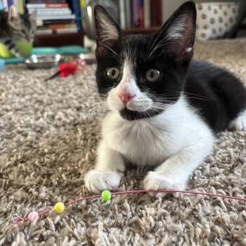 Winnie -  Tuxedo Cat for Adoption in Sacramento, California - Winnie | PetCurious