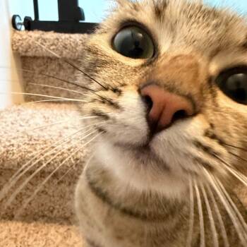 Remy -  Domestic Short Hair and Tabby Cat Available for Adoption in Wilsonville, Oregon - Remy | PetCurious