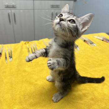 Tiana -  Domestic Short Hair Cat for Adoption in Riverside, California - Tiana | PetCurious
