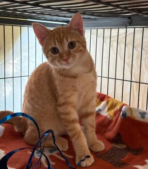 Jackson -  Domestic Short Hair Cat for Adoption in Clayton, New Jersey - Jackson | PetCurious