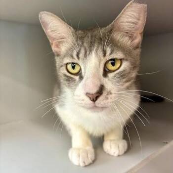 Flor -  Domestic Short Hair Cat for Adoption in Fort Worth, Texas - Flor | PetCurious
