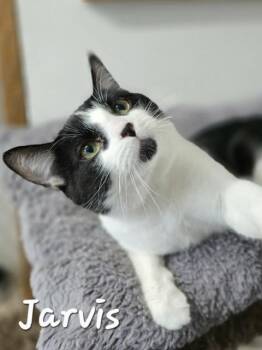 Domestic Short Hair Cats Available for Adoption in Chilliwack, British Columbia - Jarvis  | PetCurious