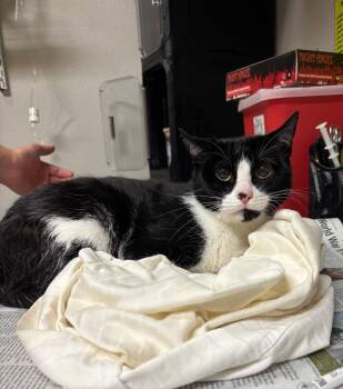Zonia -  Domestic Short Hair Cat for Adoption in Sorrento, Louisiana - Zonia | PetCurious