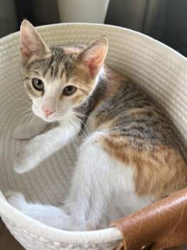Ozma -  Calico and Domestic Short Hair Cat for Adoption in Lombard, Illinois - Ozma | PetCurious