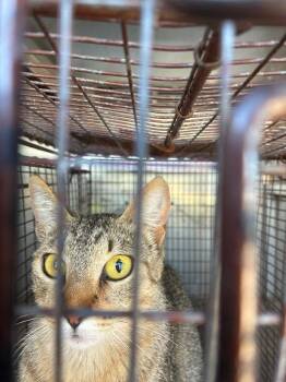 Green Eggs -  Domestic Short Hair Cat Available for Adoption in New Braunfels, Texas - Green Eggs | PetCurious