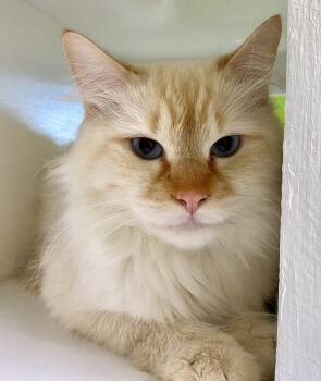 Merengue -  Domestic Long Hair and Siamese Cat for Adoption in Fargo, North Dakota - Merengue | PetCurious