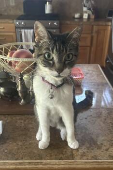 Rescue Domestic Short Hair Cats for Adoption in Folsom, California - Addie | PetCurious