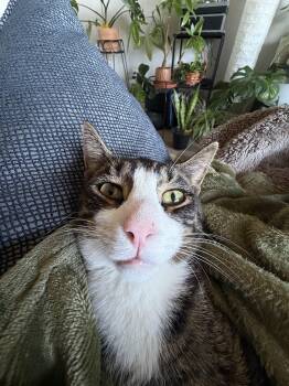 Percy -  Domestic Short Hair Cat for Adoption in Bayonne, New Jersey - Percy | PetCurious
