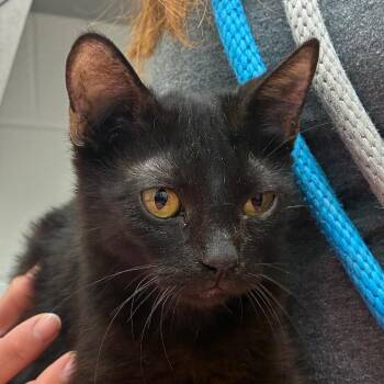 Domestic Short Hair Cats Available for Adoption in Corpus Christi, Texas - Ebony | PetCurious