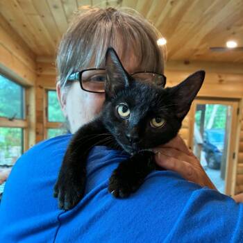 Star -  Domestic Short Hair Cat for Adoption in Hawley, Pennsylvania - Star | PetCurious