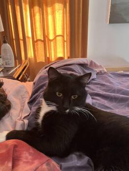 Rescue Domestic Short Hair Cats for Adoption in Belmont, North Carolina - Domino (and The Whiskers) | PetCurious